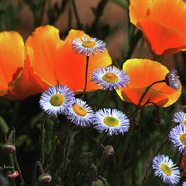 Spring Flowers in Payson Arizona by Tom Janca