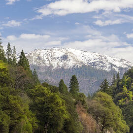 Spring In The Plumas National Forest by Frank Wilson