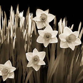 Spring - Sepia by Nikolyn McDonald