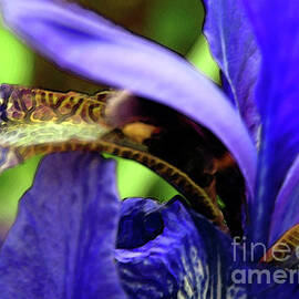 Spring Time Iris 4 by Kim Tran
