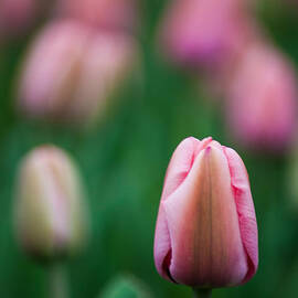 Spring Tulips by Wayne Moran