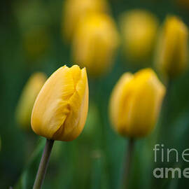 Spring Tulips Yellow by Wayne Moran