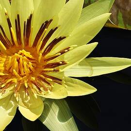 St. Louis Gold Waterlily by Bruce Bley
