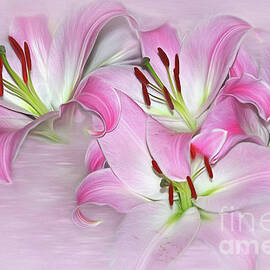 Stargazer Lilies on Pink by Kaye Menner