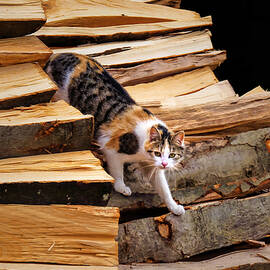 Stepping Down - Calico Cat on Beech Woodpile by Menega Sabidussi