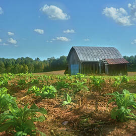 Stokes County Tobacco Field by Ben Prepelka