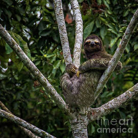 Stoned Sloth by Doug Sturgess