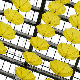 Strands of yellow umbrellas