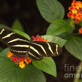 Striped Beauty by Michelle Tinger