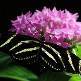 Stripes and flowers Bloom and Butterfly  by Ruth Jolly