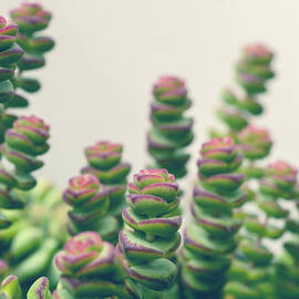 Succulents