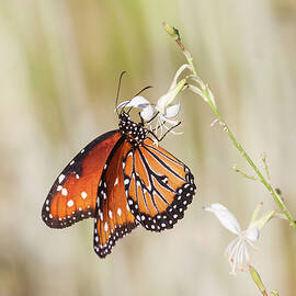 Summer light Queen butterfly  by Ruth Jolly