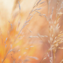 Summer Mornings by Darren White