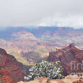 Arizona Grand Canyon Sun and Snow  by Debby Pueschel