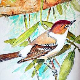 Sunda Flycatcher- Warbler by Jason Sentuf