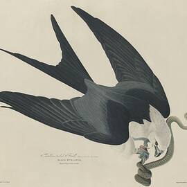 Swallow Tailed Hawk by Dreyer Wildlife Print Collections 