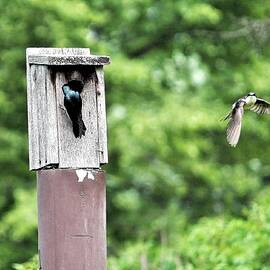 Swallows Roost by Nancy Spirakus