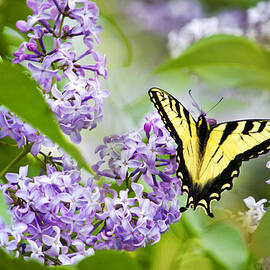 Swallowtail Butterfly on Lilacs by Christina Rollo