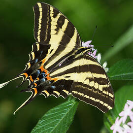 Swallowtail wingspread  by Ruth Jolly