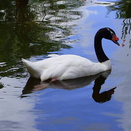 Swan in the Pond