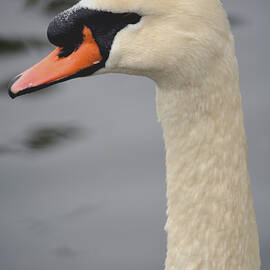 Swan Profile by Richard Andrews