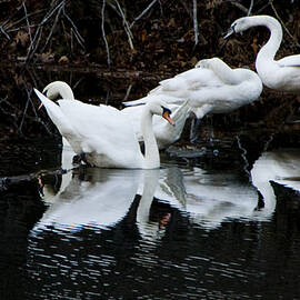 Swans and Snow Geese