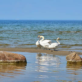 Swans at the seaside by Helga Preiman