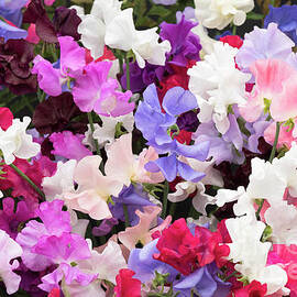 Sweet Pea Spencer Flowers by Tim Gainey