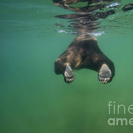 Swimming Grizzly by Jean-Louis Klein & Marie-Luce Hubert