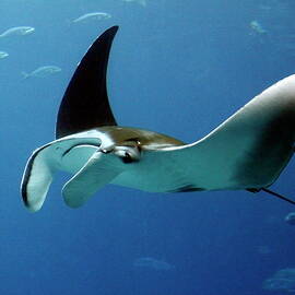 Swimming Manta Ray by Daniel Caracappa