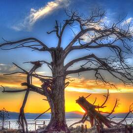 Tahoe Sunset Behind Dead Tree
