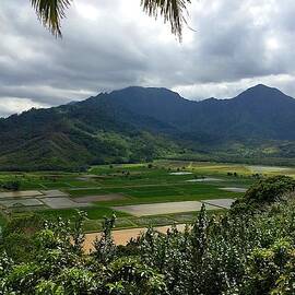 Taro fields on Kauai by Brenda Pressnall