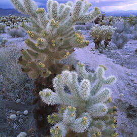 Teddy Bear Cholla in Joshua Tree  by Tim Fitzharris