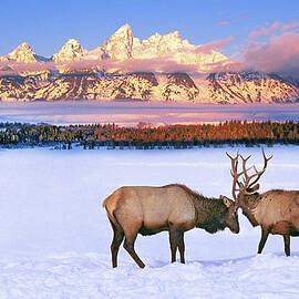 February Sunrise At Teton Overlook