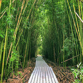 Bamboo Forest Path by Joy McAdams
