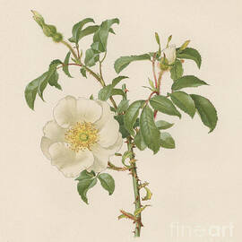 The Cherokee Rose by English School