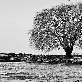 The Edgewater park Willow tree by Jeff Paul