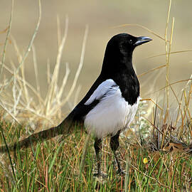 The Elusive Magpie by Donna Kennedy