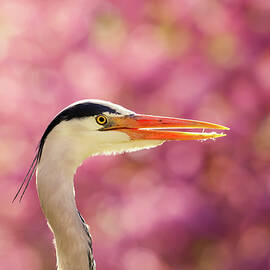 The Happy Heron by Roeselien Raimond