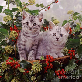The Holly and the Ivy Kittens by Warren Photographic