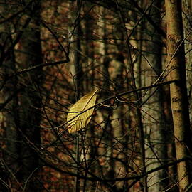 The Last Leaf by Bruce Patrick Smith