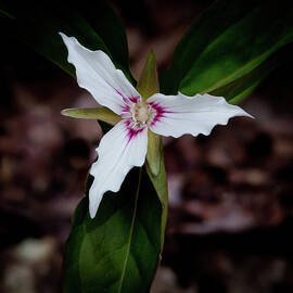 The Painted Trillium by David Patterson