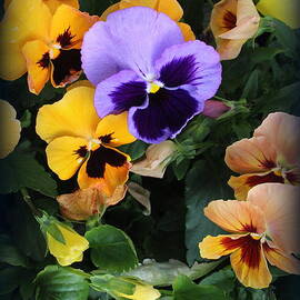 The Pansies of Early Spring by Dora Sofia Caputo