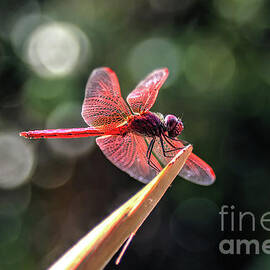 the Scarlet dragonfly by Michelle Meenawong