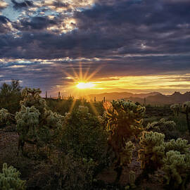 The Sonoran At Sunrise  by Saija Lehtonen