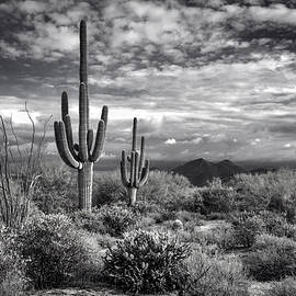 The Sonoran Desert in Black and White  by Saija Lehtonen