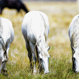 The three amigos grazing by Bryan Carter