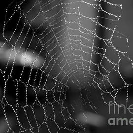The Web by Michelle Meenawong