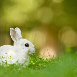 The White Rabbit by Roeselien Raimond