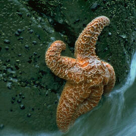 This starfish has a good grip by Sven Brogren